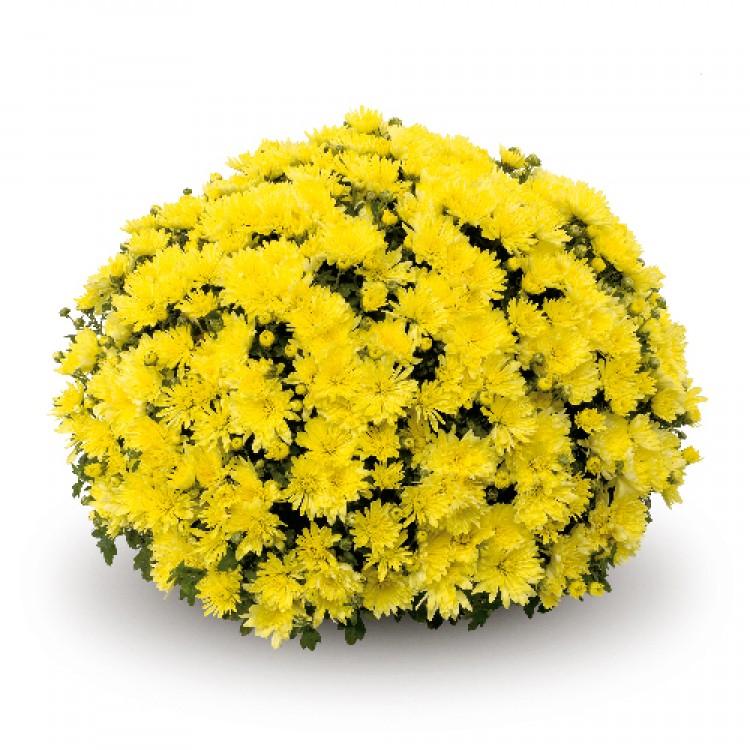 Хризантема "Aluga Yellow" - во саксија Ø19